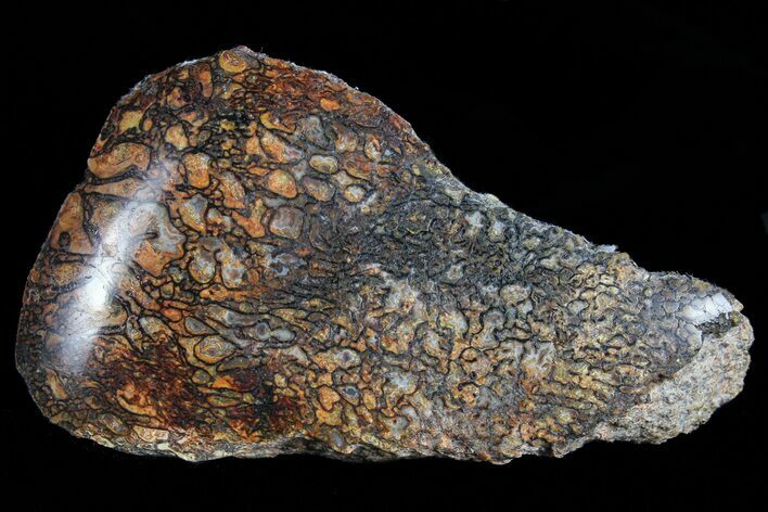 Polished Dinosaur Bone (Gembone) Section - Colorado #72998